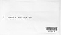 Exidia glandulosa image